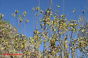 آغاز فصل برداشت بیدمشک در باغات مناطق مختلف میمند و استان فارس
